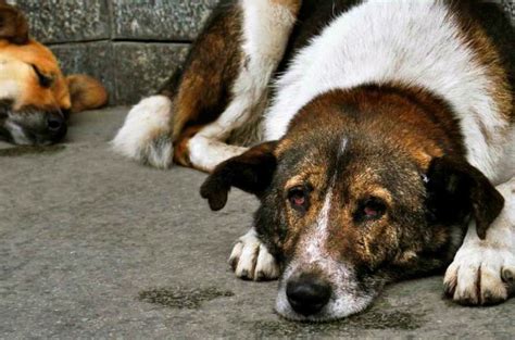 cão de rua